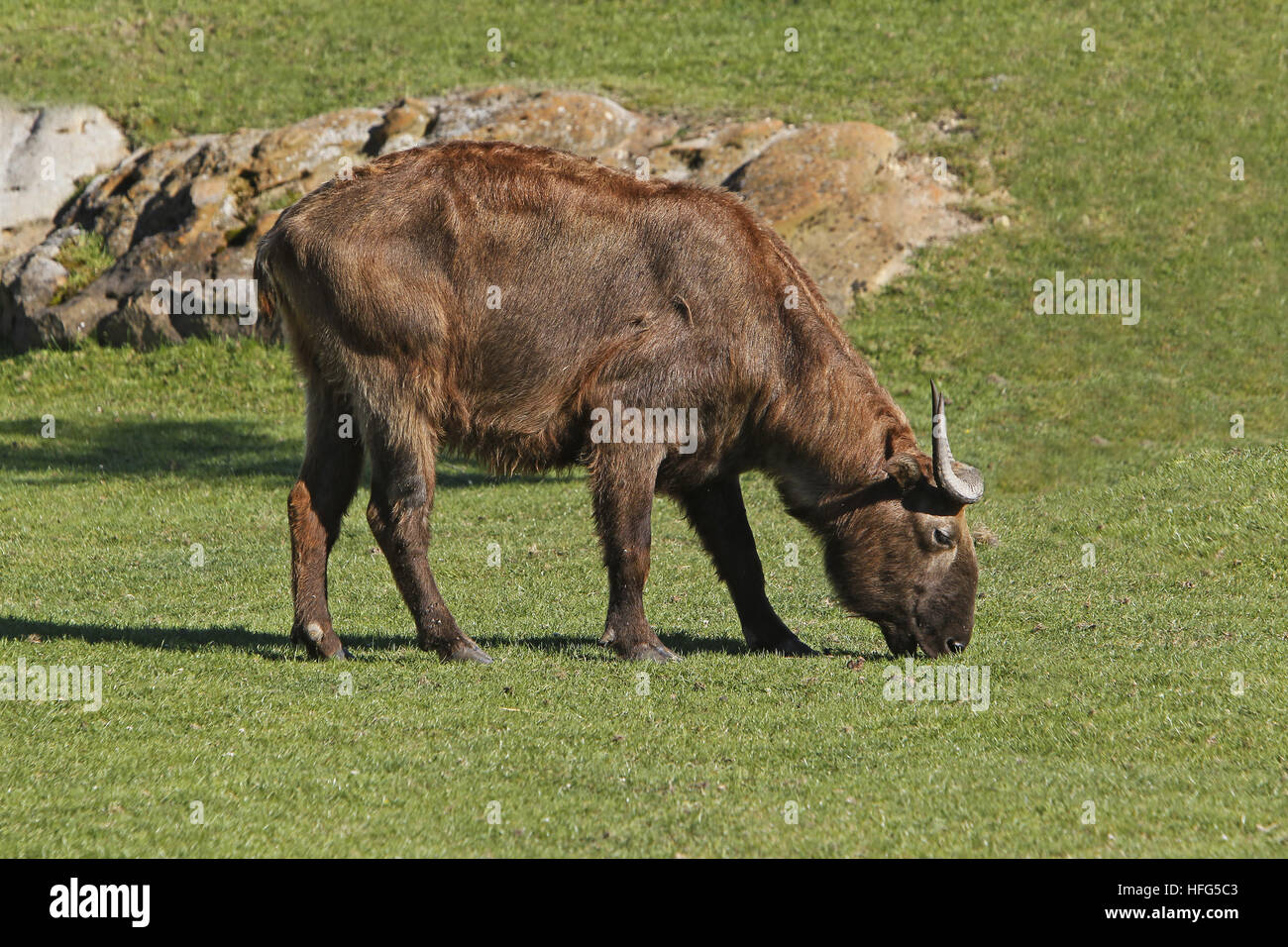 Takin, Budorcas taxicolor, adulte mange de l'herbe Banque D'Images