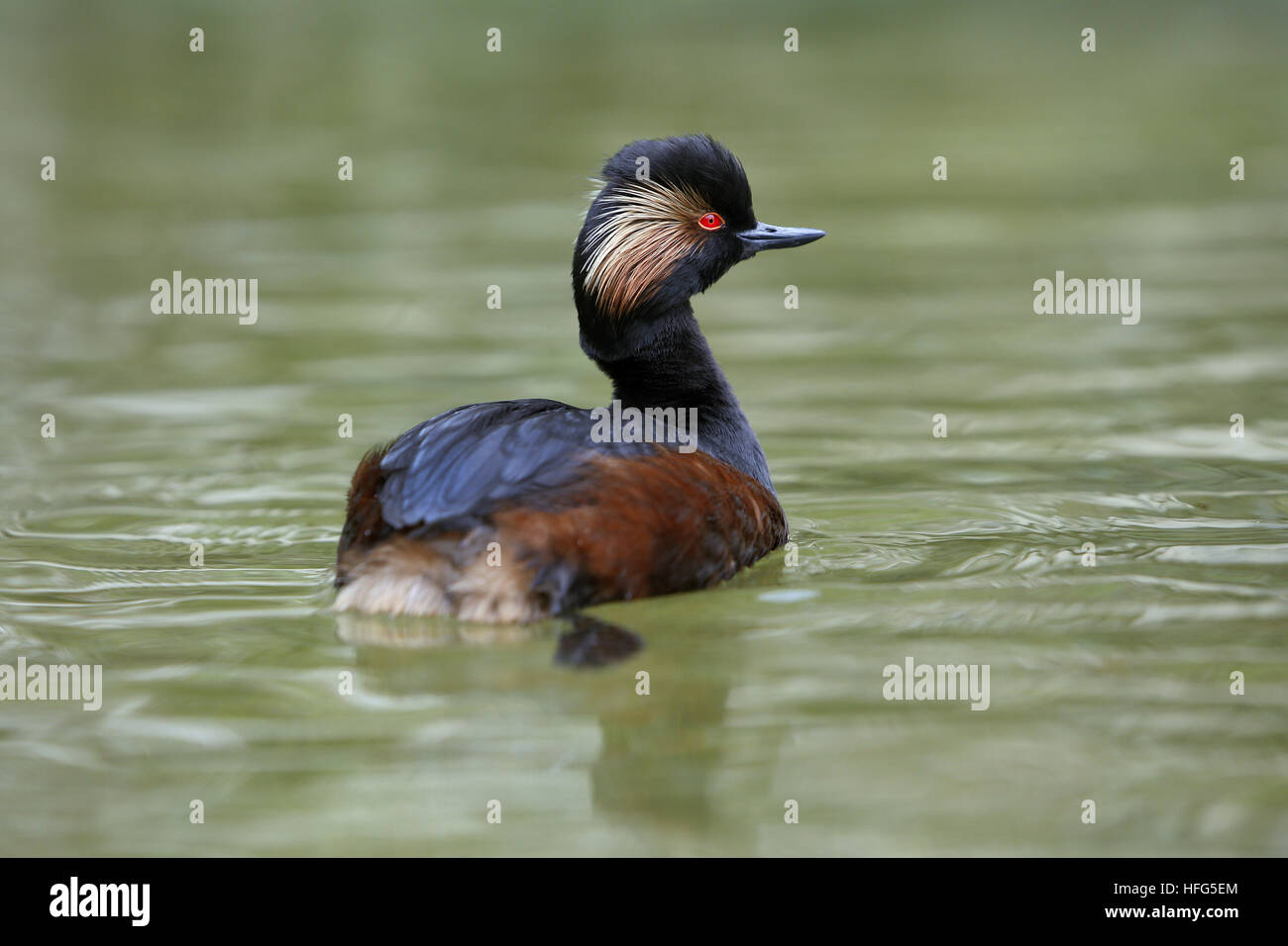 Grèbe à cou noir Podiceps nigricollis, natation adultes, sur l'étang, Pyrénées dans le sud ouest de la France Banque D'Images