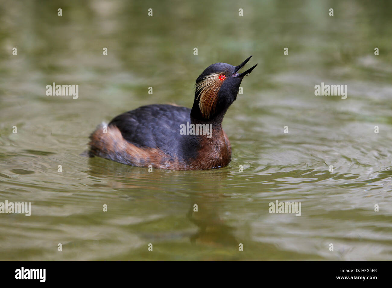 Grèbe à cou noir Podiceps nigricollis, adultes, sur l'étang, Pyrénées dans le sud ouest de la France Banque D'Images