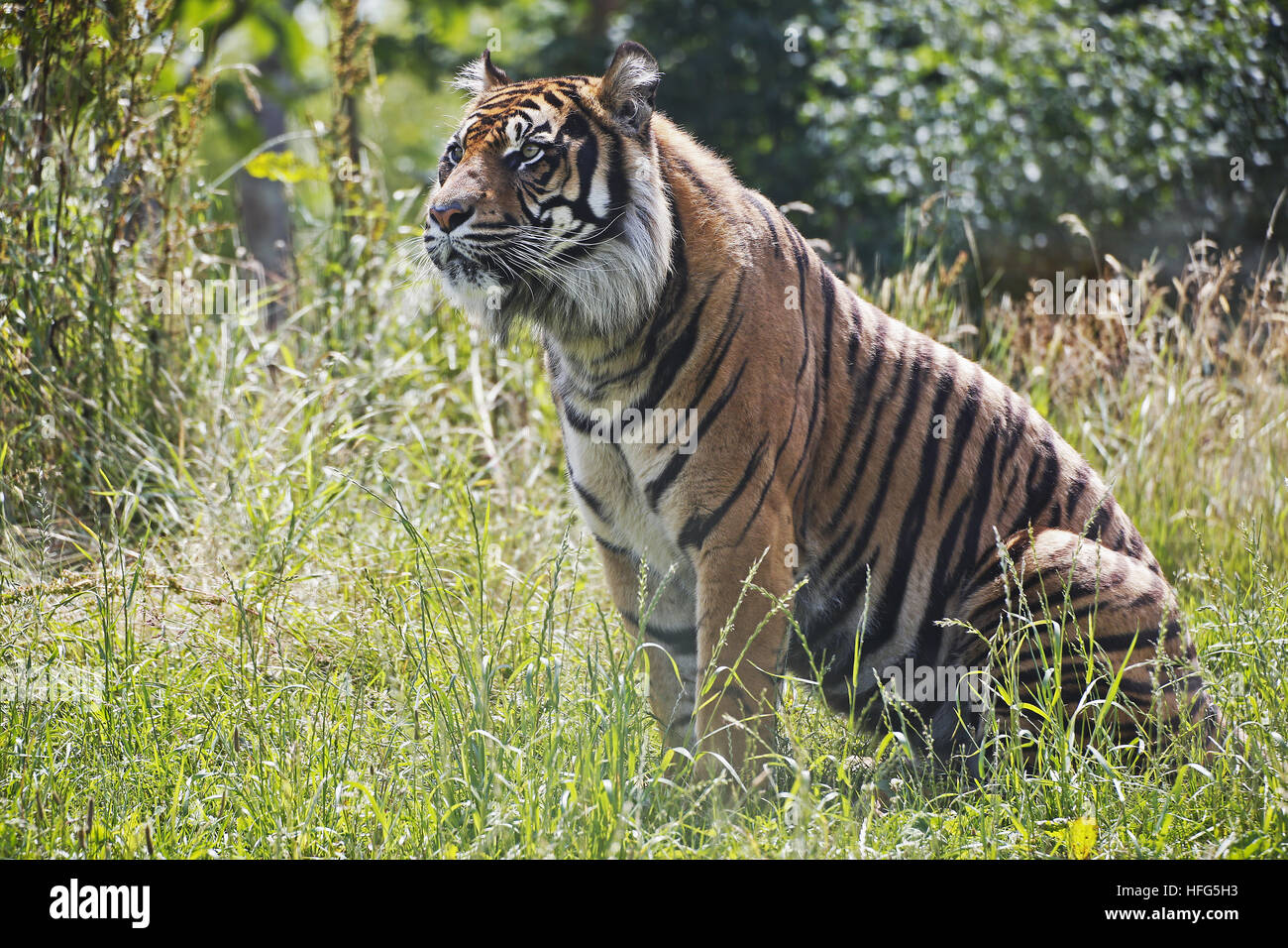 Tigre de Sumatra, Panthera tigris sumatrae, homme Banque D'Images