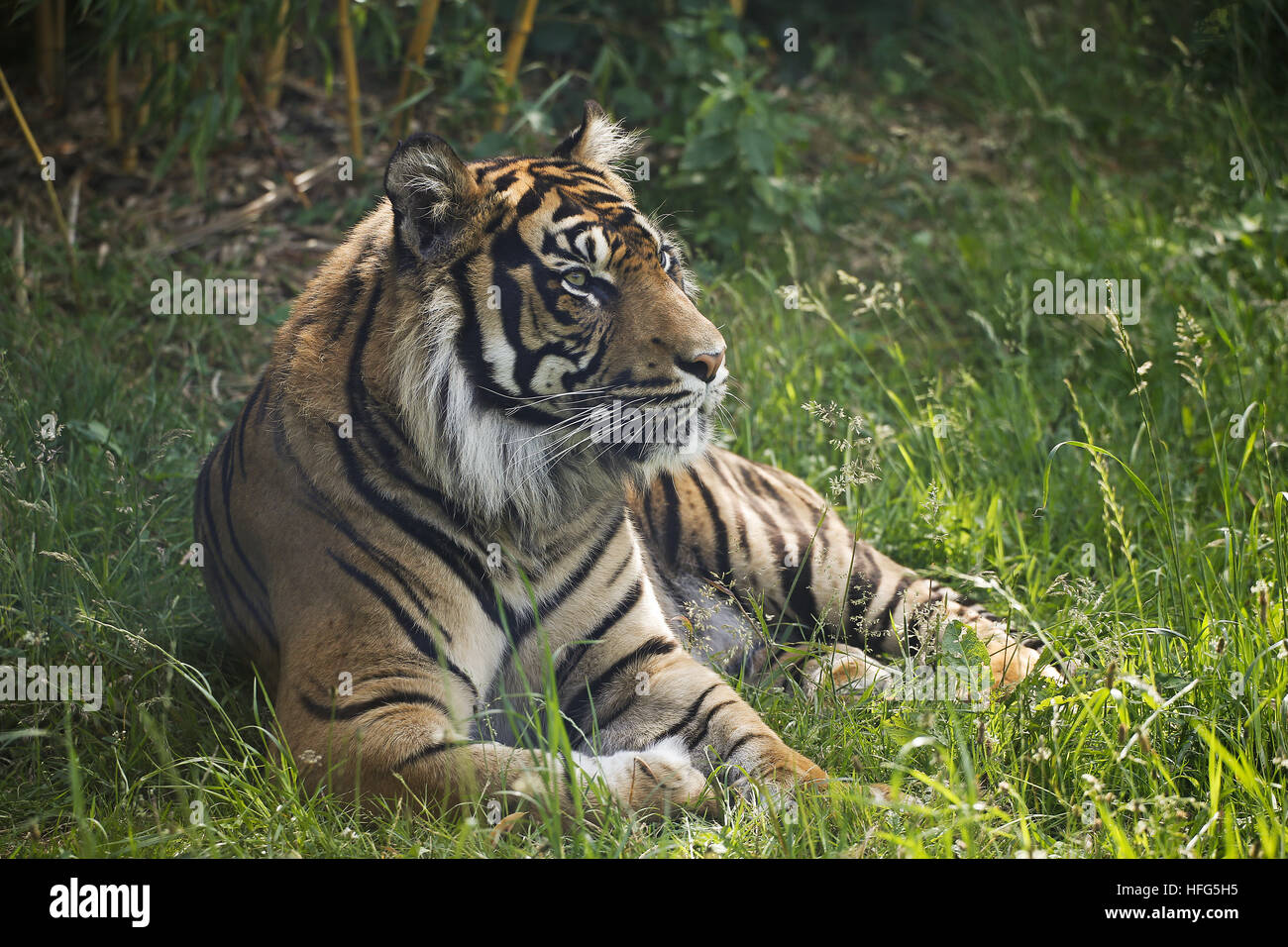 Tigre de Sumatra, Panthera tigris sumatrae, homme Banque D'Images