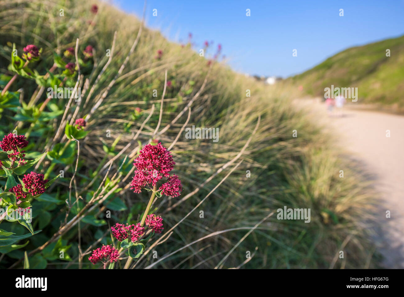 La valériane rouge croissant sur les dunes de la plage de Crantock primé à Newquay, Cornwall. Centranthus ruber. Banque D'Images