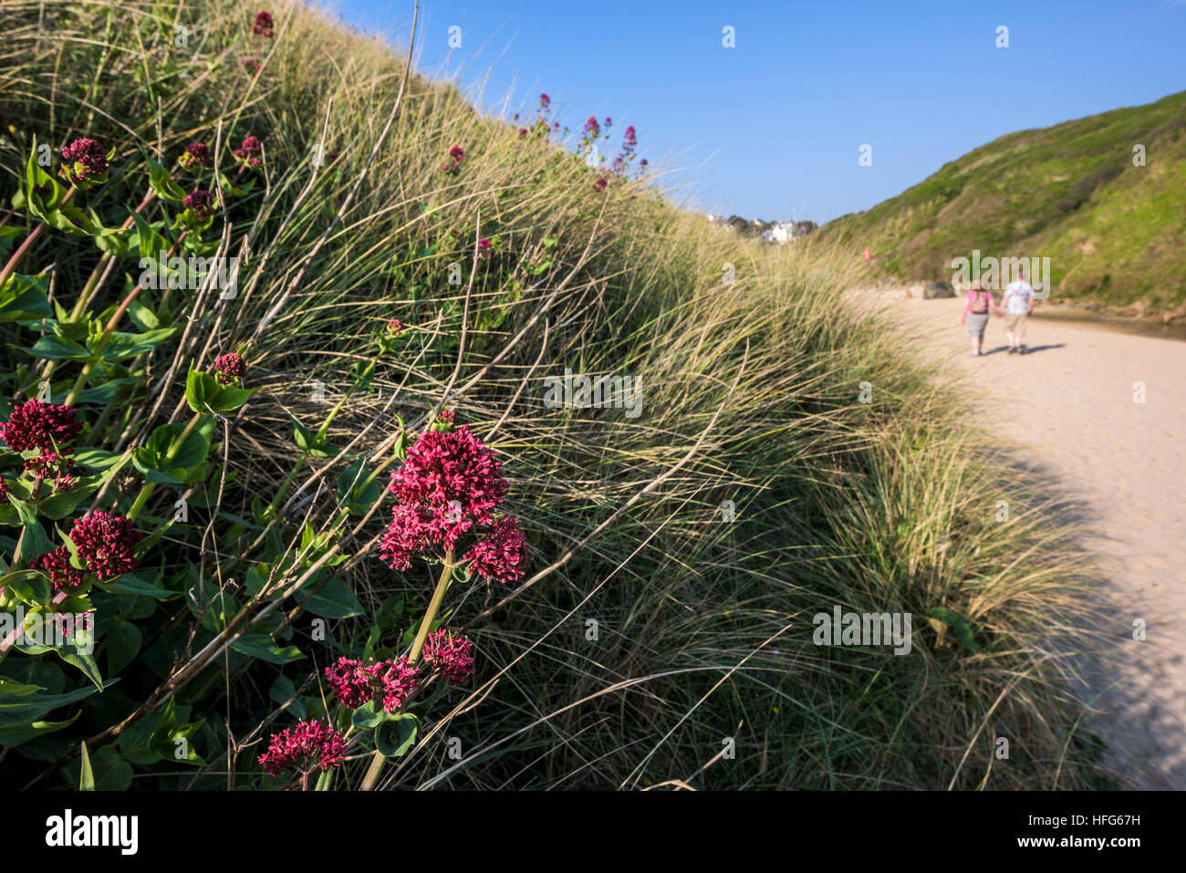 La valériane rouge croissant sur les dunes de la plage de Crantock primé à Newquay, Cornwall. Centranthus ruber. Banque D'Images
