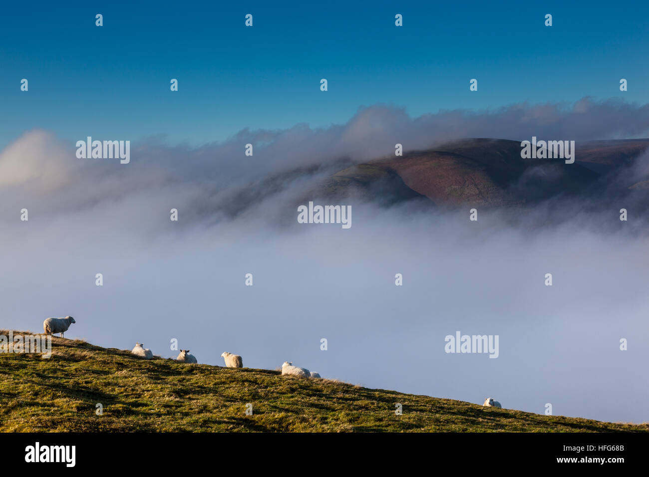 Des moutons paissant Ragleth Hill, avec le Long Mynd poussant à travers le brouillard dans la vallée de Stretton, Church Stretton, Shropshire Banque D'Images