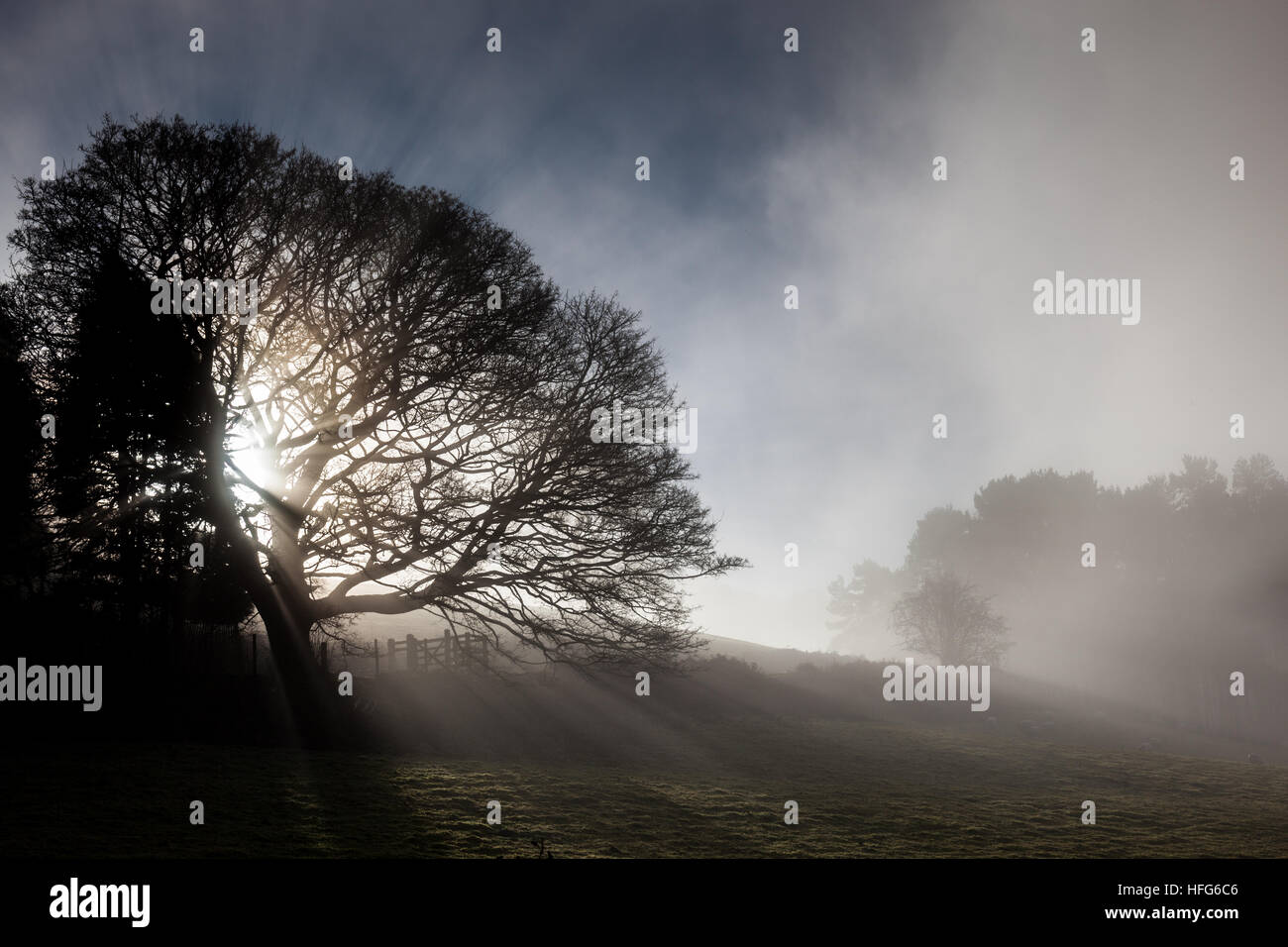 Un arbre sans feuilles, silhouetté contre un ciel d'hiver, sur Ragleth Hill, près de Church Stretton, Shropshire, England, UK Banque D'Images