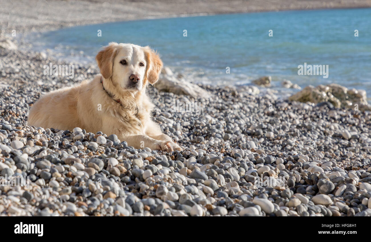 Heureux animal chien assis à la manière ludique en attentivement sur journée ensoleillée sur une plage de galets Banque D'Images