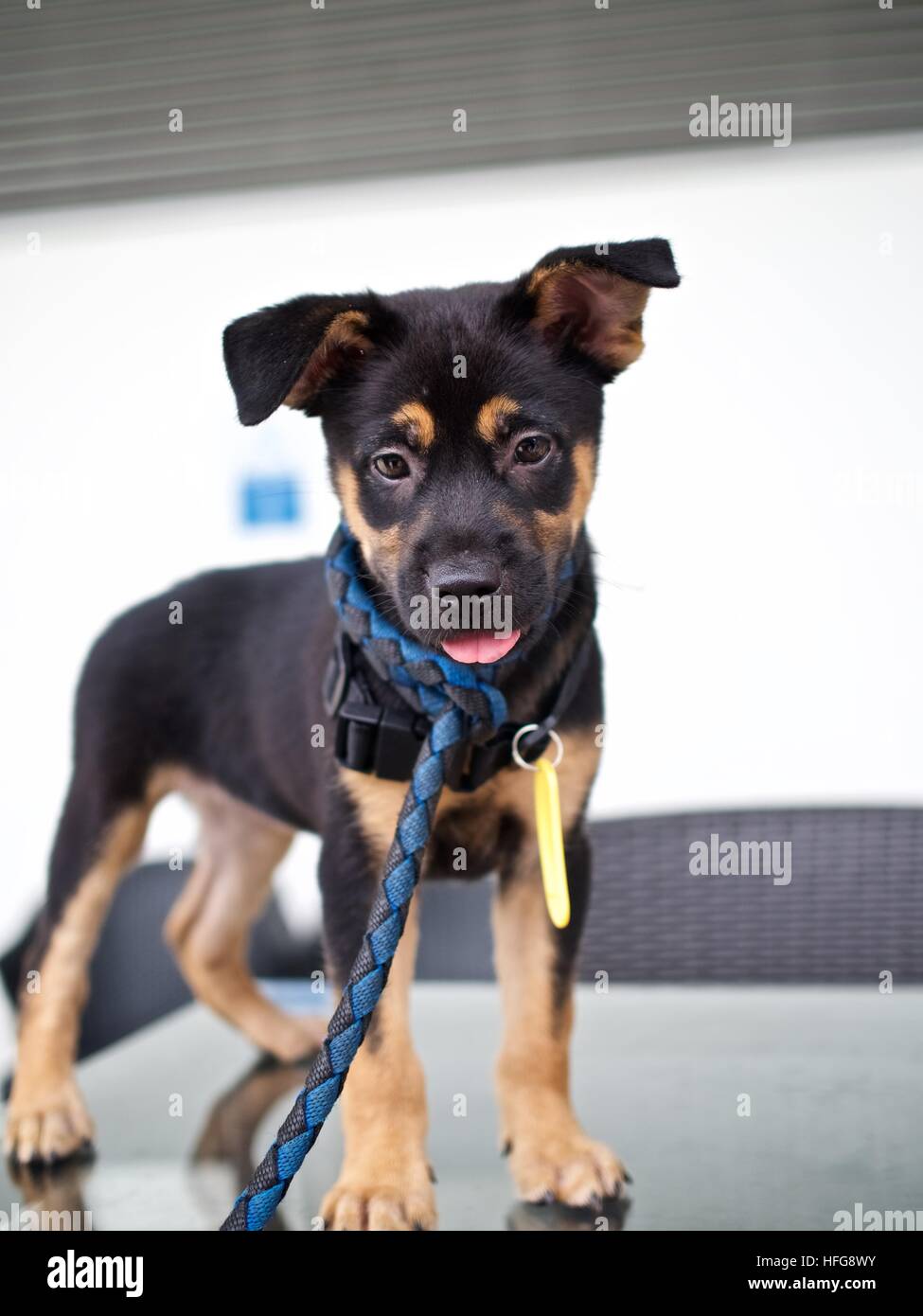 Adoption Chiot Chien de rue locaux peu petit mignon brun noir Banque D'Images