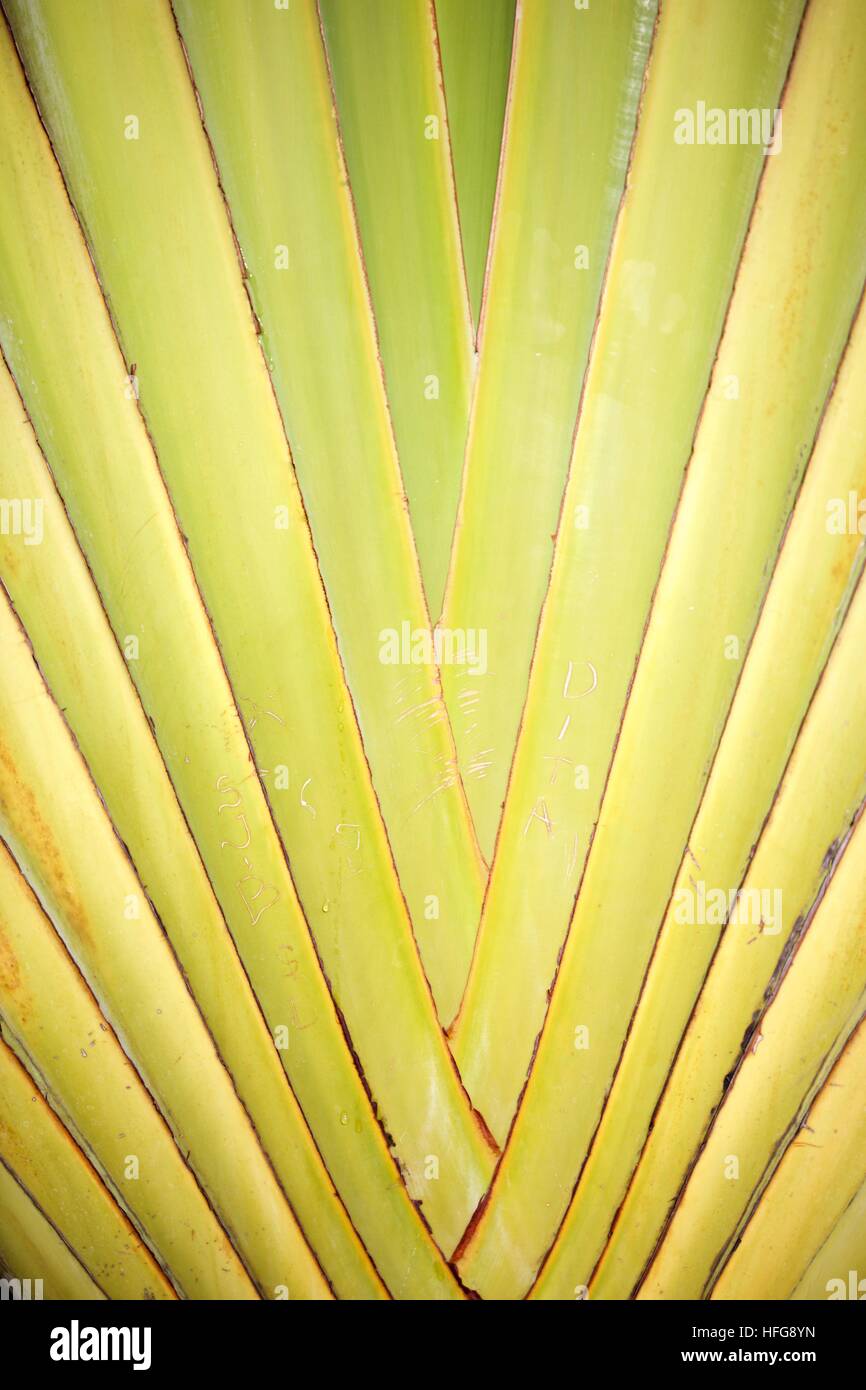 Green Palm détail des lignes de symétrie la nature dynamique de l'usine Banque D'Images