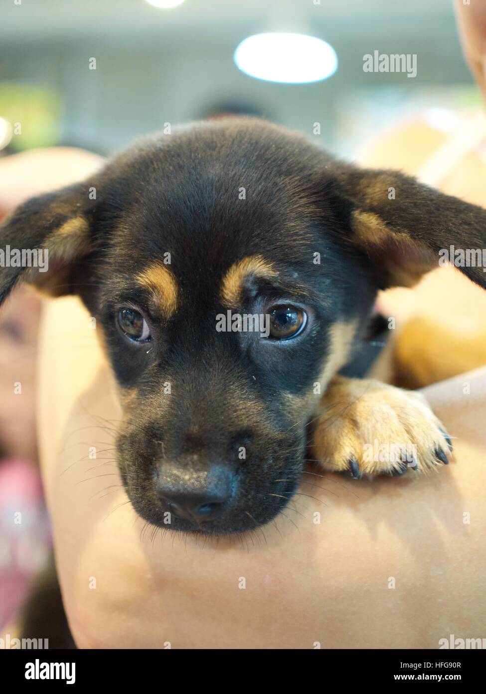 Visage de chiot chien errant locales mignon yeux paw Banque D'Images
