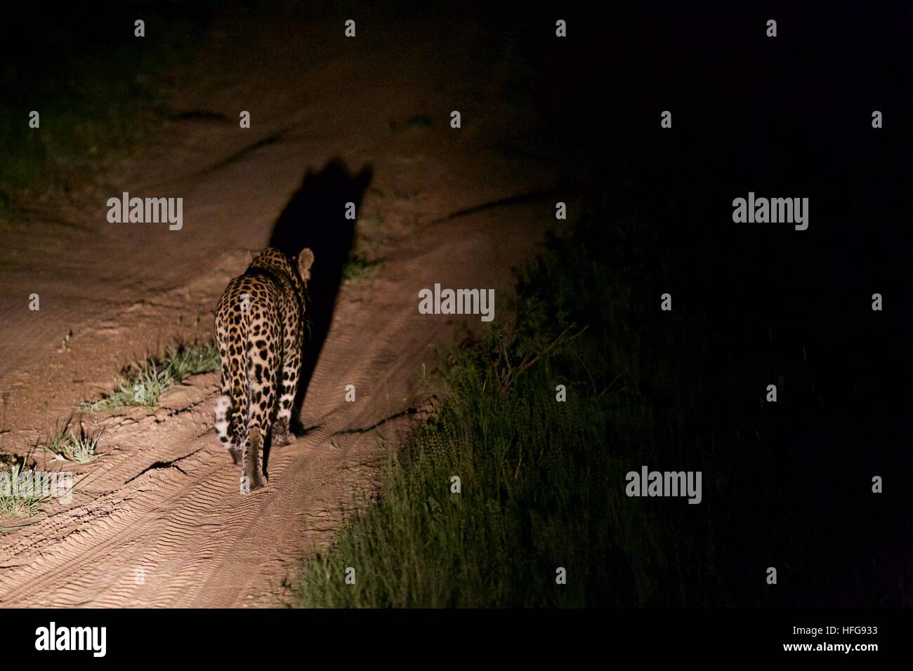 Le parc national Kruger leopard nuit walking trail wildlife Banque D'Images