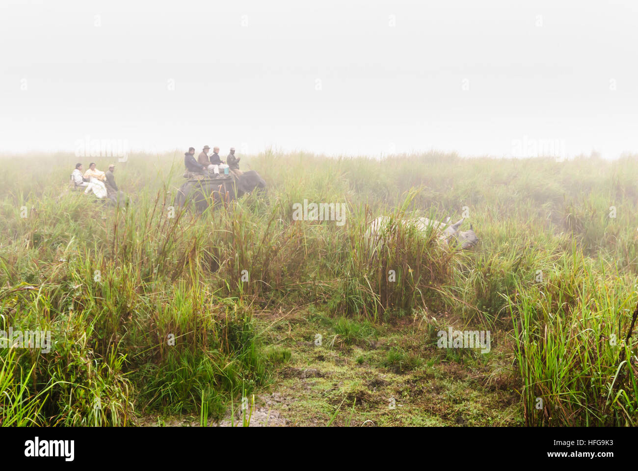 Le parc national de Kaziranga : rhinocéros indien (Rhinoceros unicornis), les touristes sur l'éléphant, Assam, Inde Banque D'Images