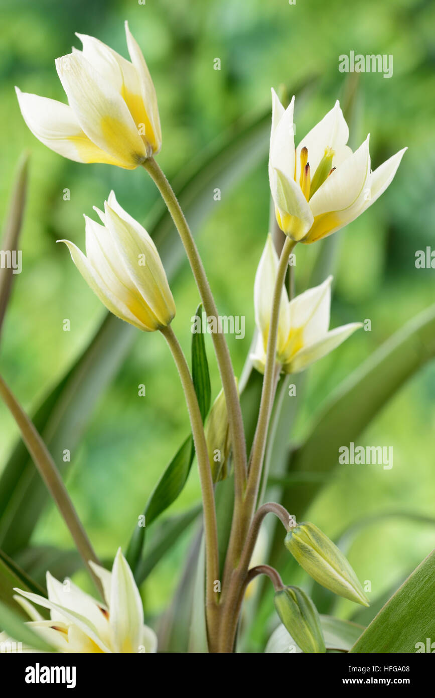 Tulipa turkestanica Turkestan AGA Mars tulipe Banque D'Images