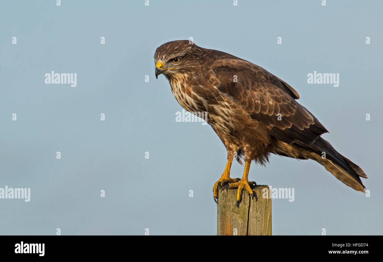 Buse variable Buteo buteo Banque D'Images