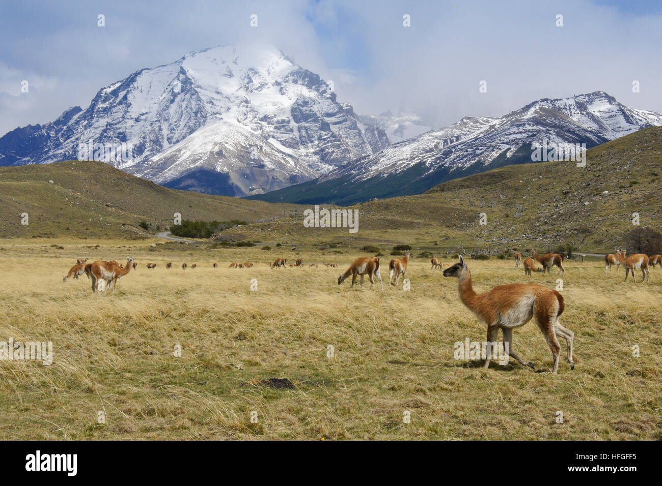 Guanacos paissent en NP Torres del Paine, Patagonie, Chili Banque D'Images