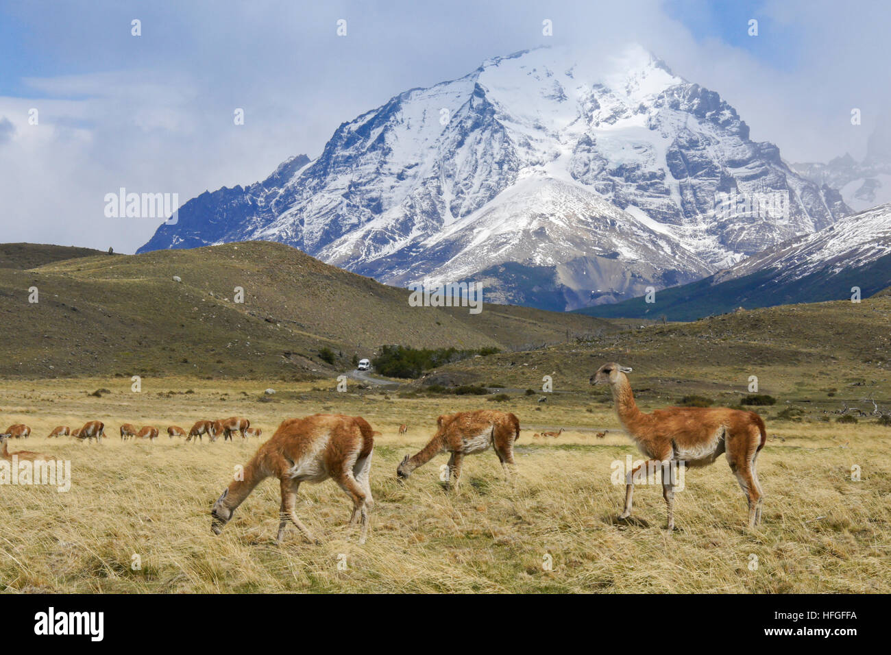 Guanacos paissent en NP Torres del Paine, Patagonie, Chili Banque D'Images