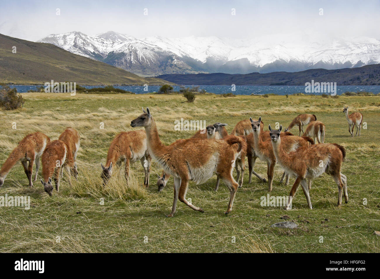 Guanacos paissant dans une prairie près de Laguna Azul, Torres del Paine, Patagonie, Chili NP Banque D'Images