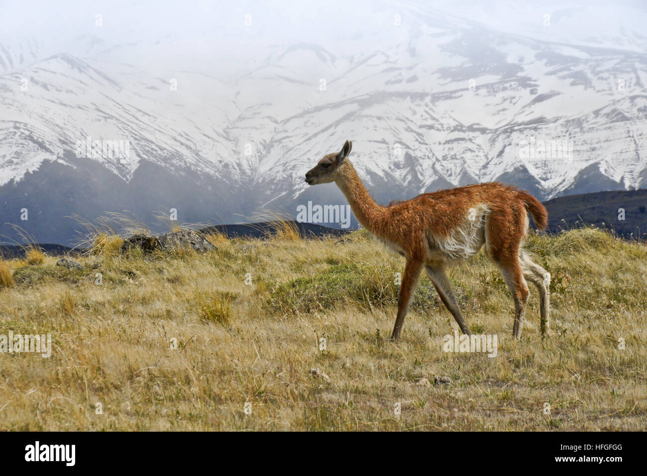 Cobourg dans NP Torres del Paine, Patagonie, Chili Banque D'Images