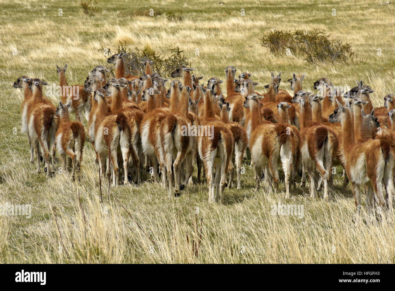 Troupeau de guanacos dans NP Torres del Paine, Patagonie, Chili Banque D'Images