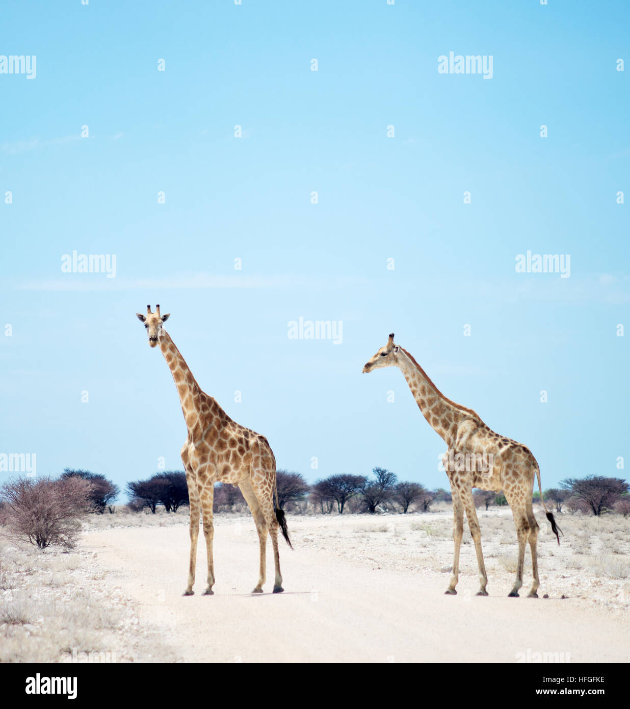 Deux girafes en Afrique Banque D'Images