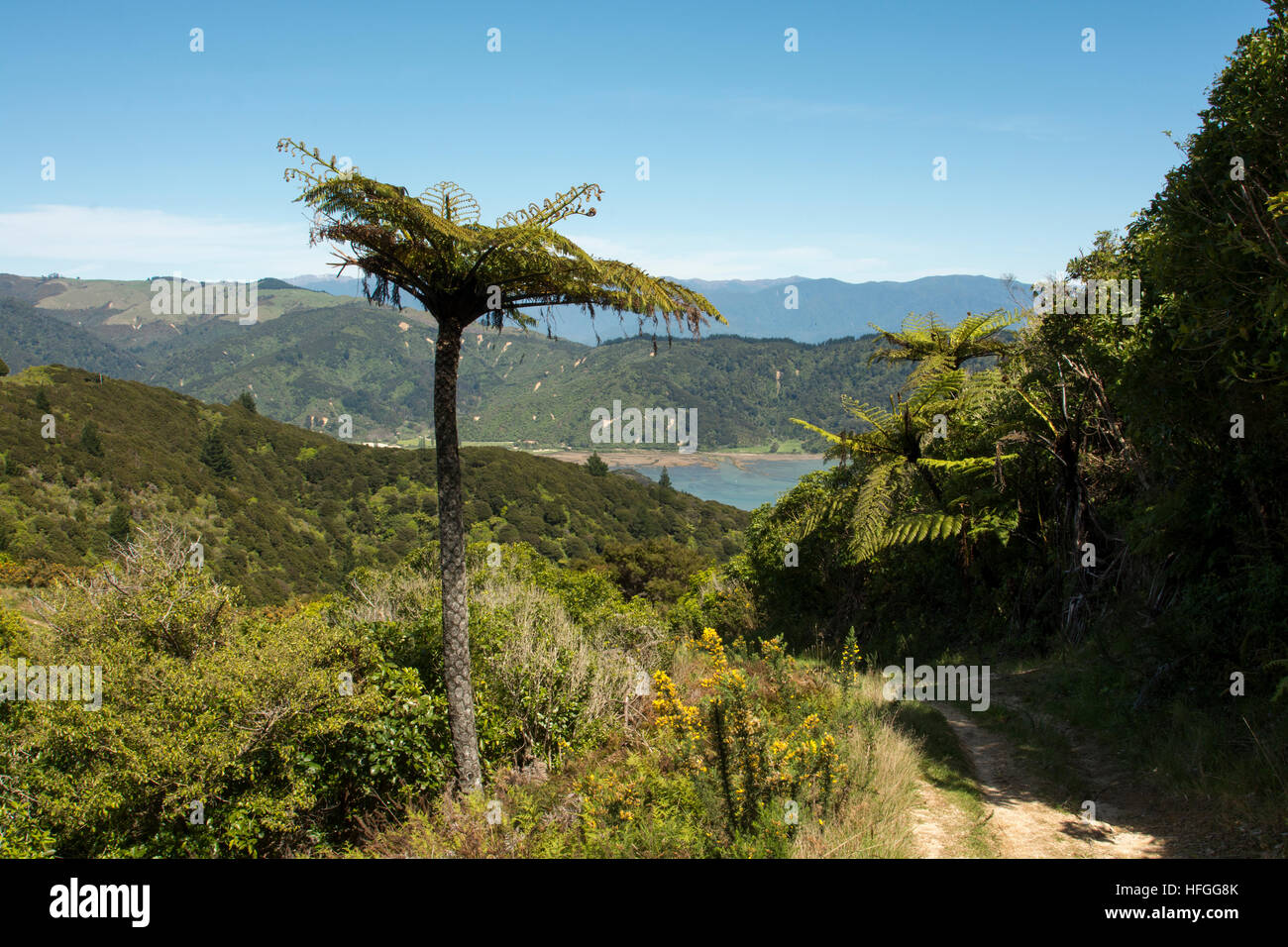 La croissance impressionnante des fougères arborescentes dans Abel Tasman National Park sur les pentes de baies d'un bleu profond de la Golden Bay. Banque D'Images