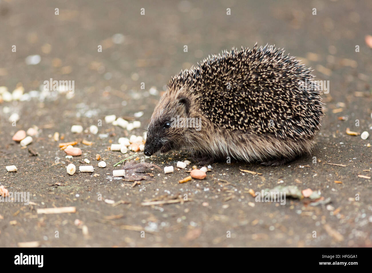 Manger des aliments pour oiseaux hérisson juvénile Banque D'Images