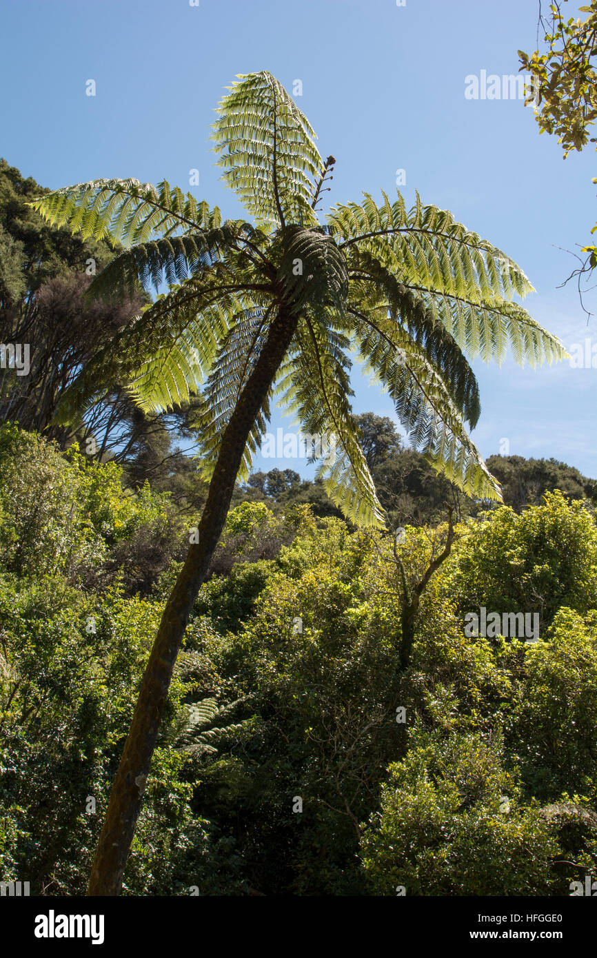 La croissance impressionnante des fougères arborescentes dans Abel Tasman National Park sur les pentes de baies d'un bleu profond de la Golden Bay. Banque D'Images