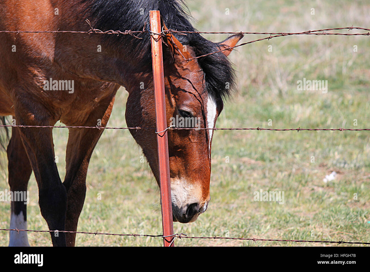 Tête de cheval et le visage de près, derrière une clôture en fil barbelé. Banque D'Images