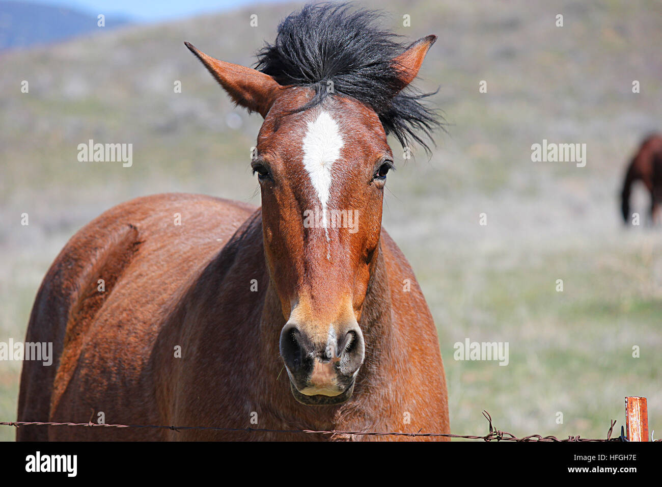 Près du cheval face à l'appareil photo. Banque D'Images