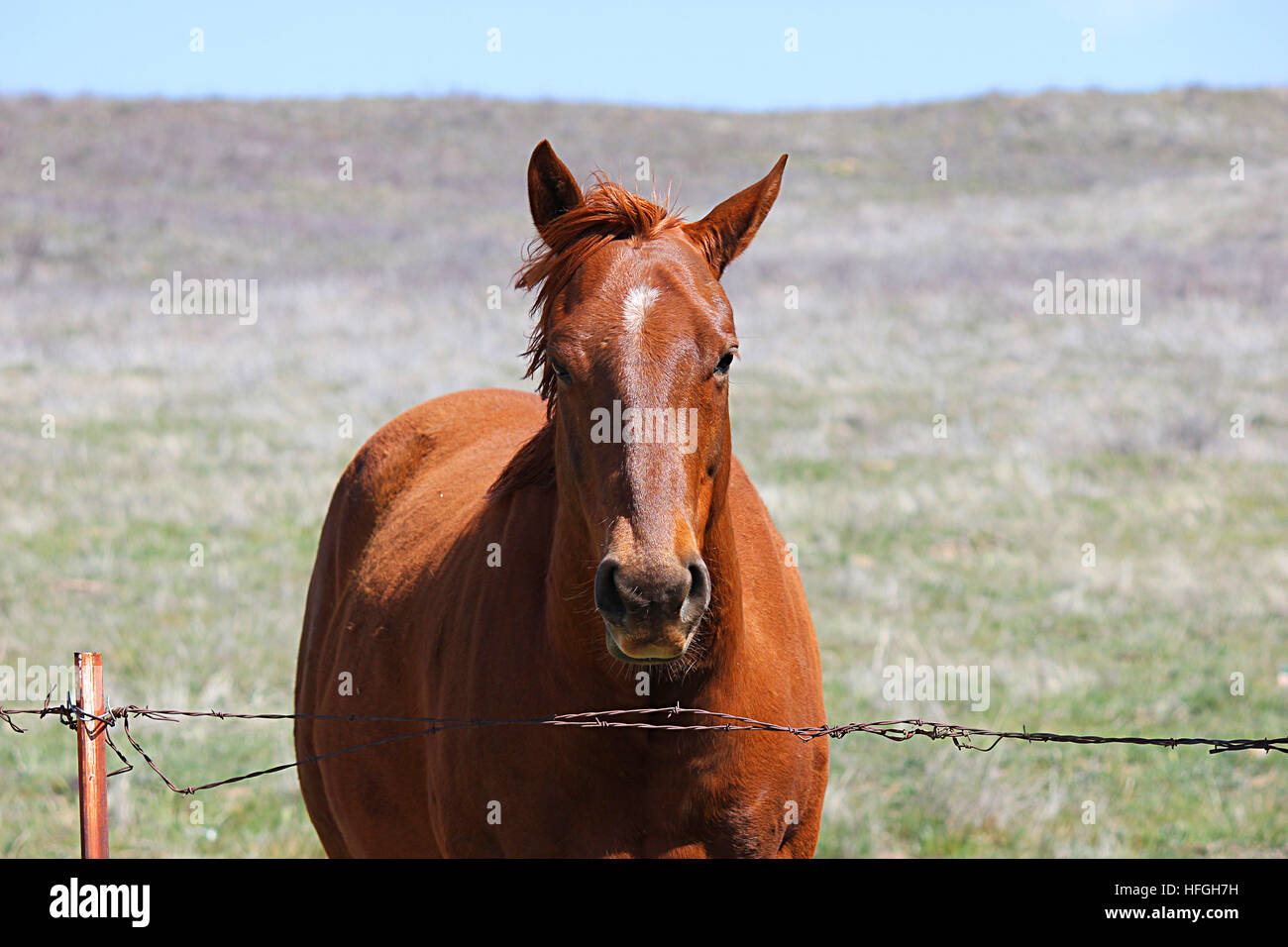 Près du cheval face à l'appareil photo derrière une barrière de barbelé. Banque D'Images