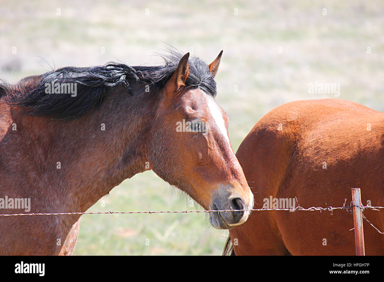 Tête de cheval et le visage de près, derrière une clôture en fil barbelé. Banque D'Images