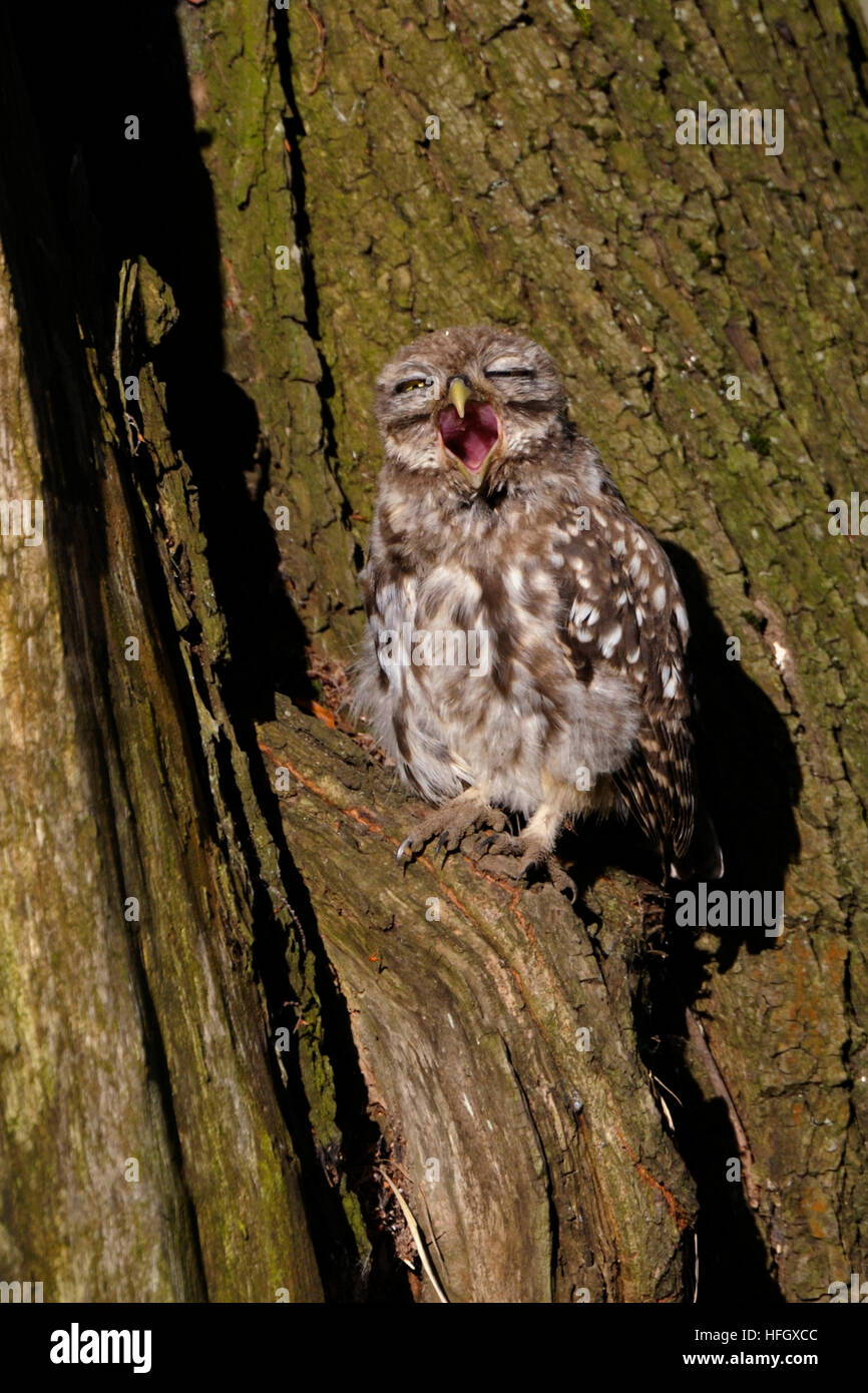 Petit hibou / Chouette Minervas ( Athene noctua ), jeune oiseau, assis dans un vieil arbre, le soleil, les bâillements, cris, wide open de loi. Banque D'Images