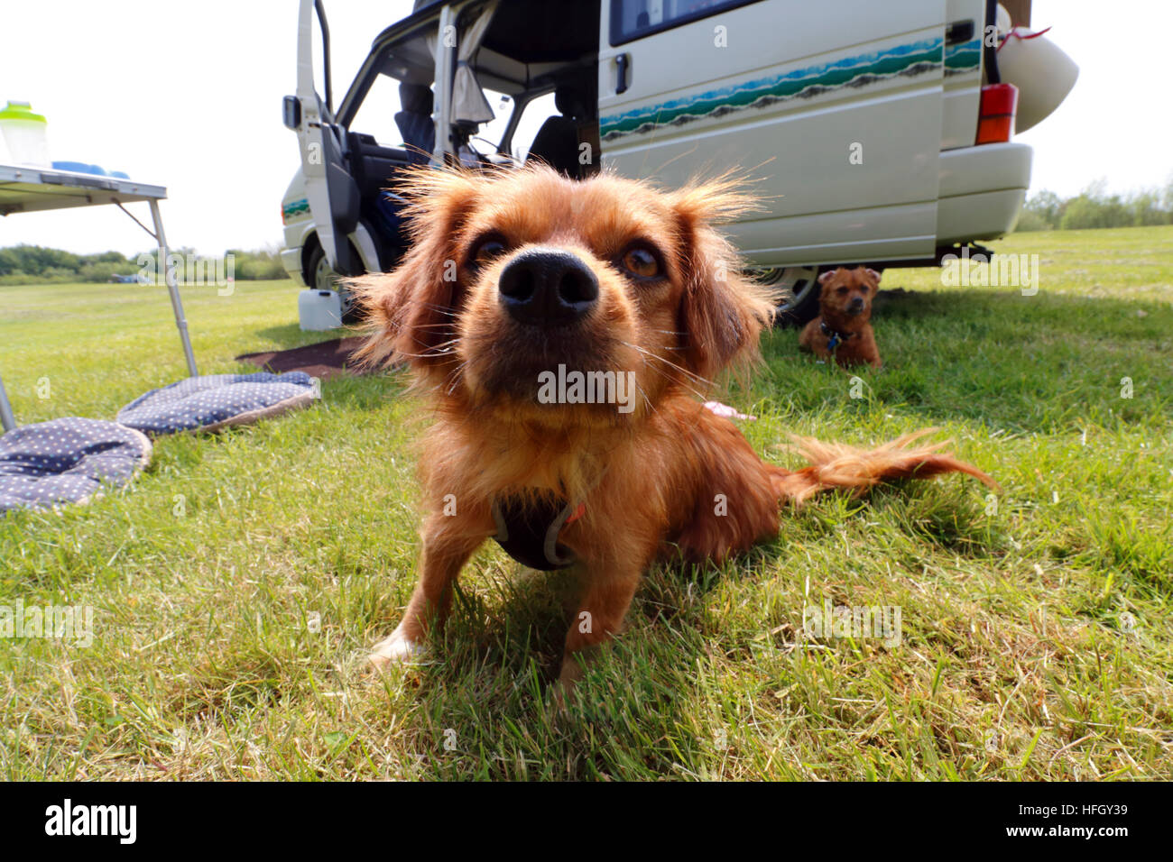 Les chiens en face d'un VW T4 camping-car dans un camping dans l'Oxfordshire Banque D'Images