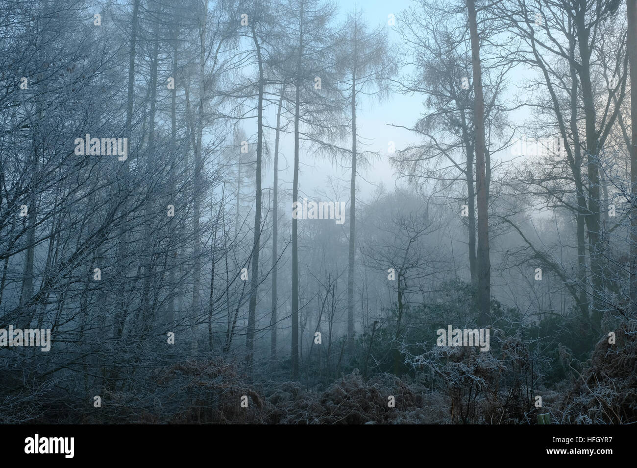Brouillard d'hiver dans la forêt Banque D'Images