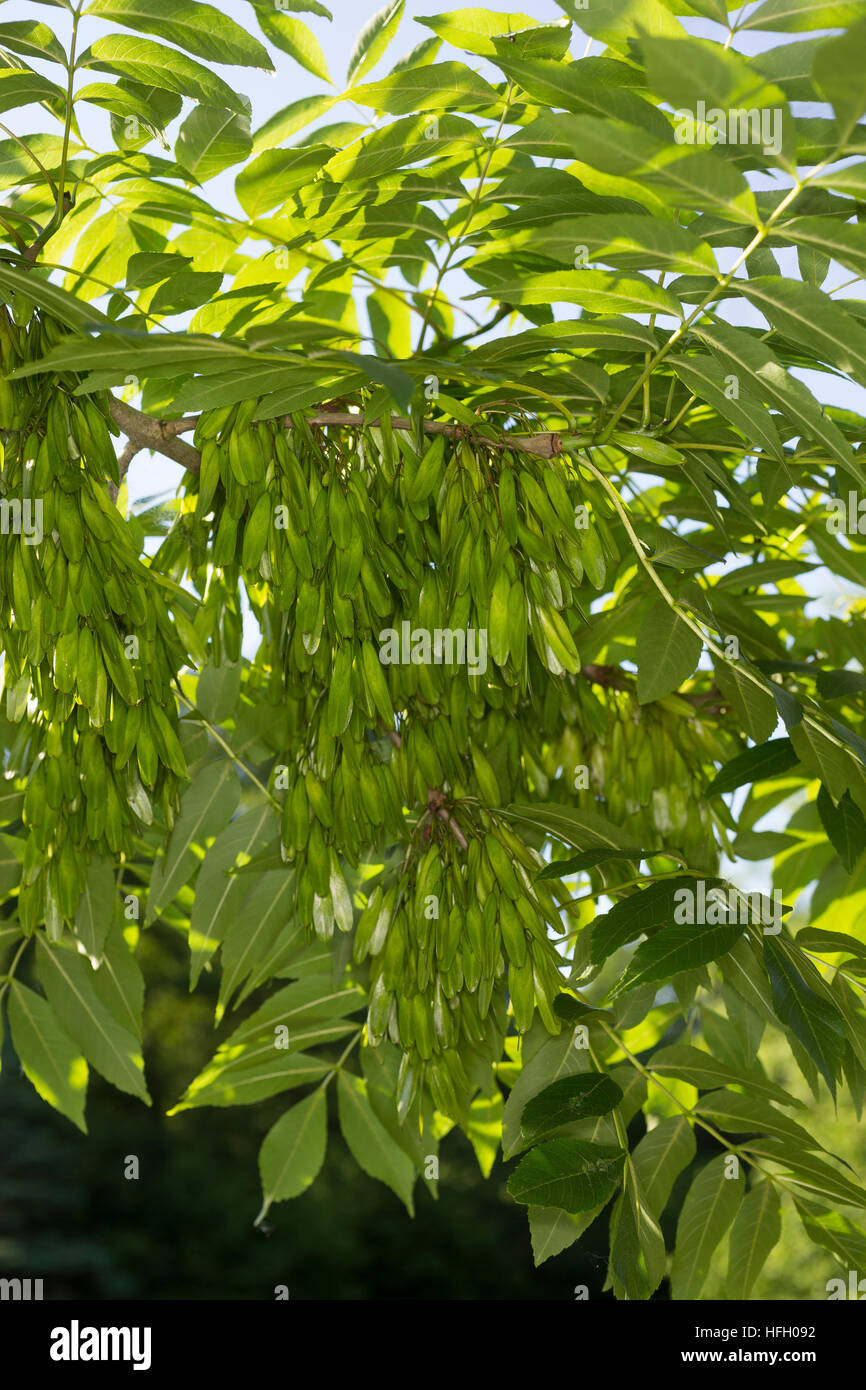 Gemeine Esche, Gewöhnliche Esche, Blätter, Blatt und unreife, grüne Frucht, Früchte, Fraxinus excelsior, le frêne commun, frêne Banque D'Images