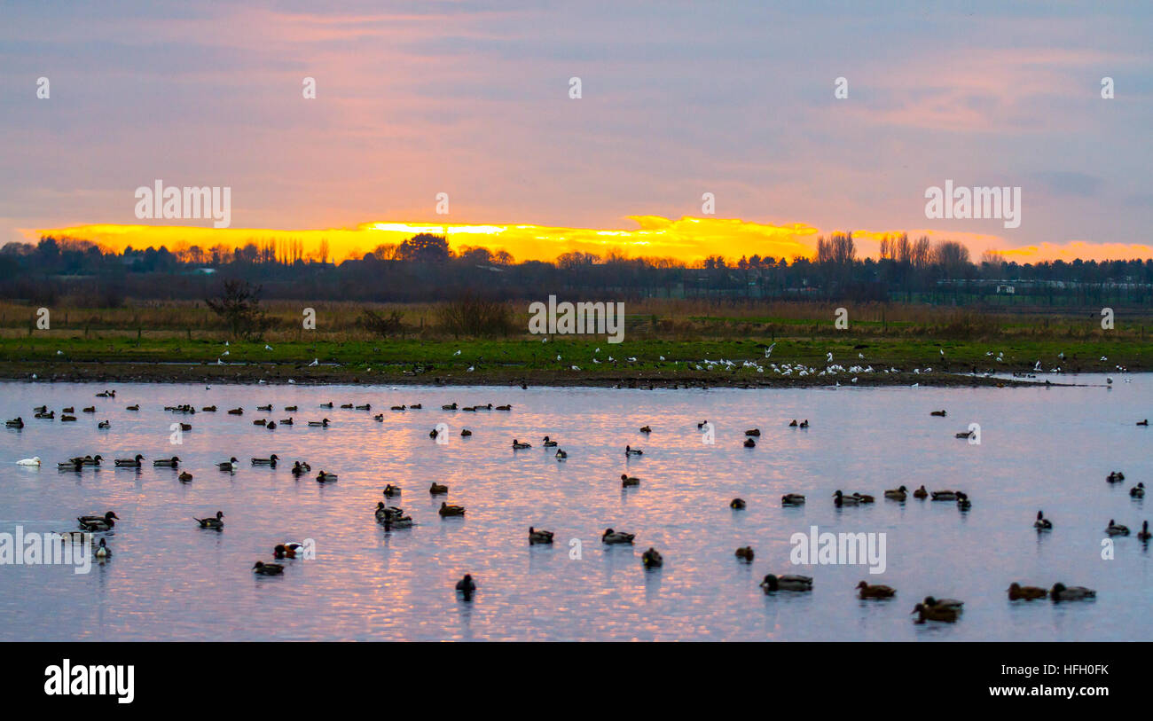 Swan feed à Southport, Merseyside, Royaume-Uni.30 décembre 2016.Météo au Royaume-Uni : la sauvagine au centre Martin Mere Wetland au coucher du soleil.Une myriade de canards migrateurs, d'oies, de cygnes et de oiseaux sauvages cherchent refuge en hiver contre les intempéries plus froides du nord dans la réserve naturelle où ils sont, dans une certaine mesure, protégés de la prédation.Un grand nombre d'étang de la faune où les cygnes des Whooper et les oies des pieds roses hivernent dans la région.Les sources de cygnes de la réserve ont récemment été sélectionnées dans la catégorie meilleure expérience de visiteur des Prix du tourisme du Lancashire.Crédit : MediaWorldImages/Alamy Live News Banque D'Images