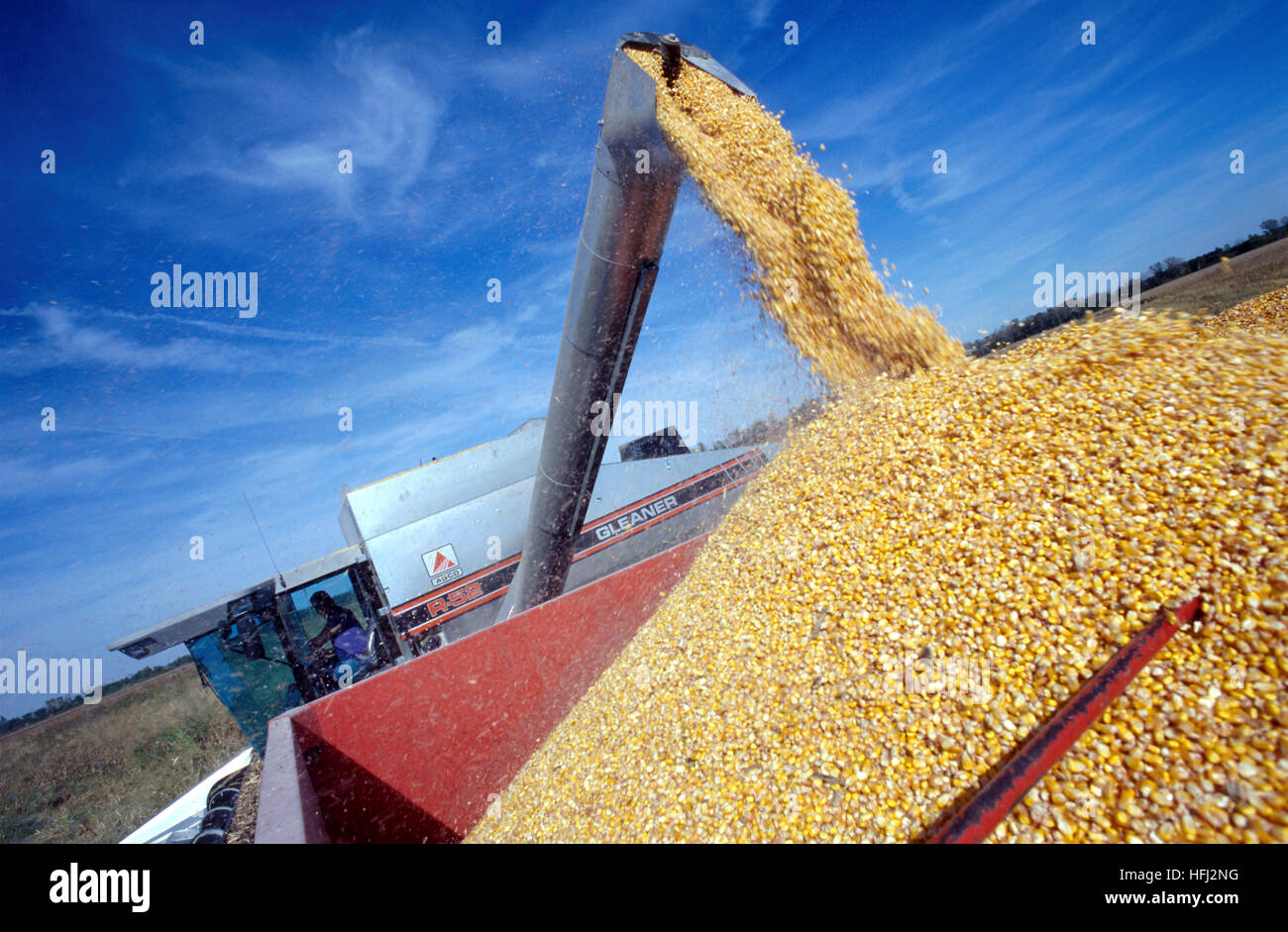 Le maïs est chargé dans une remorque d'une moissonneuse-batteuse sur une ferme du midwest. Banque D'Images