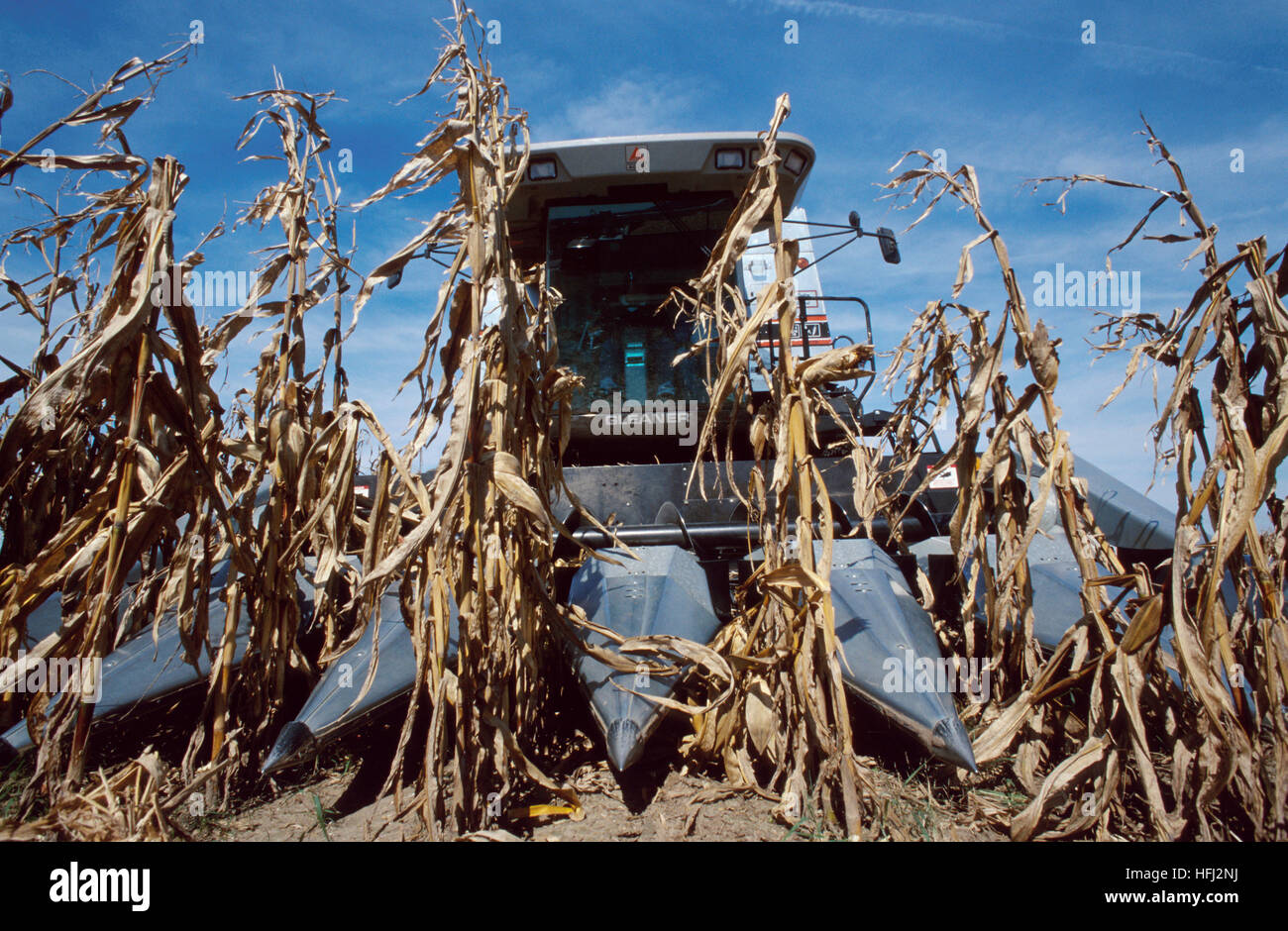 Combiner la récolte du maïs dans le Midwest américain Banque D'Images