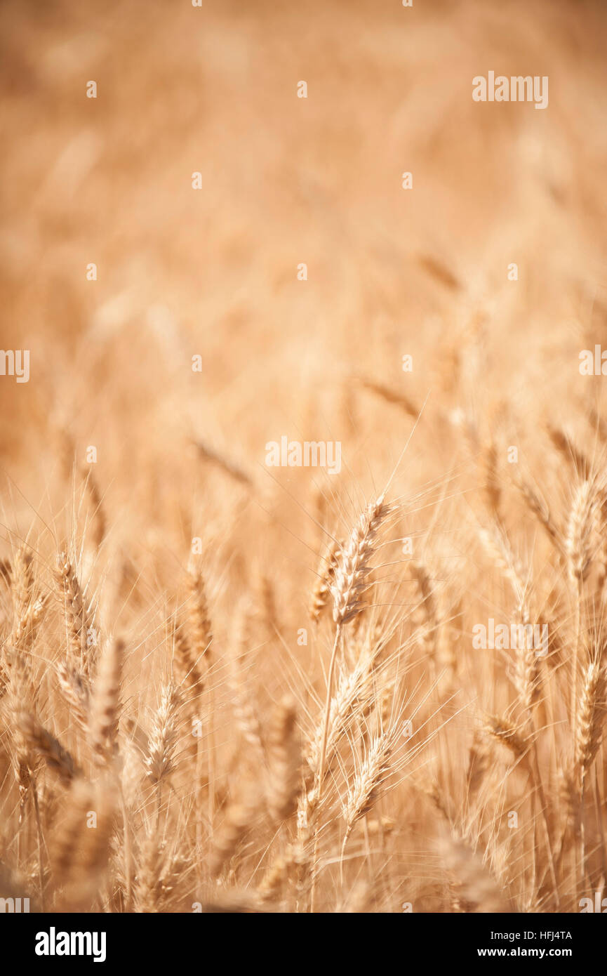 La récolte de blé dans l'Est de l'état de Washington. Domaines de golden grain sont récoltés pour l'exportation et la consommation intérieure. Banque D'Images