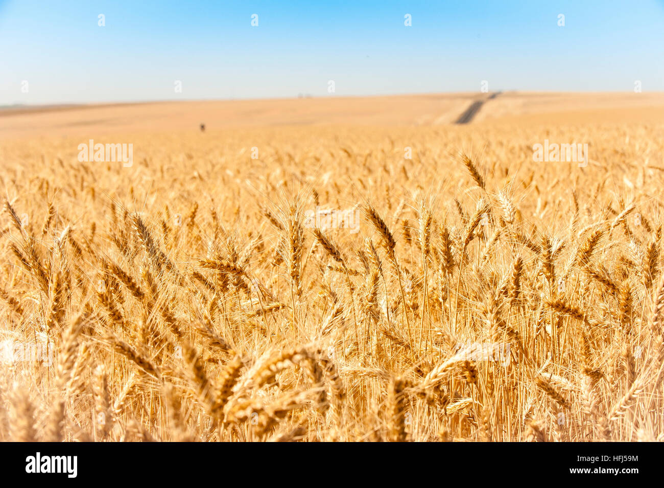 La récolte de blé dans l'Est de l'état de Washington. Domaines de golden grain sont récoltés pour l'exportation et la consommation intérieure. Banque D'Images