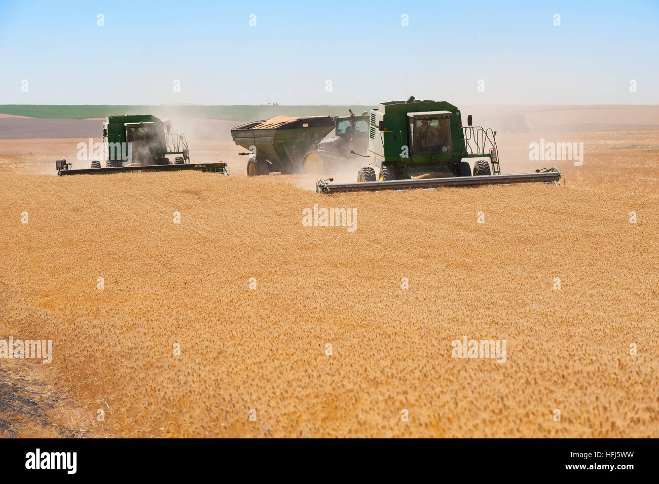 La récolte de blé dans l'Est de l'état de Washington. Domaines de golden grain sont récoltés pour l'exportation et la consommation intérieure. Banque D'Images