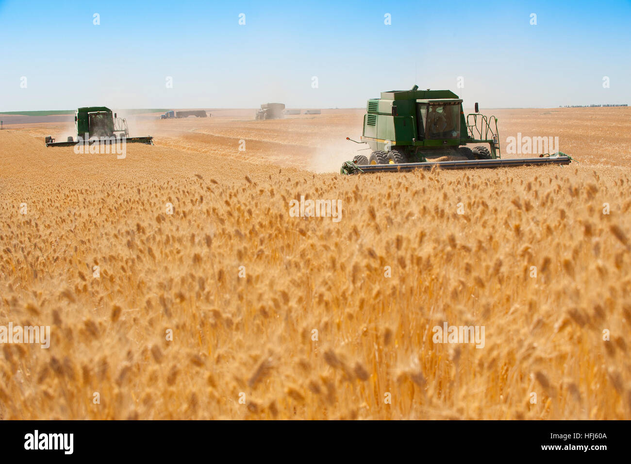 La récolte de blé dans l'Est de l'état de Washington. Domaines de golden grain sont récoltés pour l'exportation et la consommation intérieure. Banque D'Images