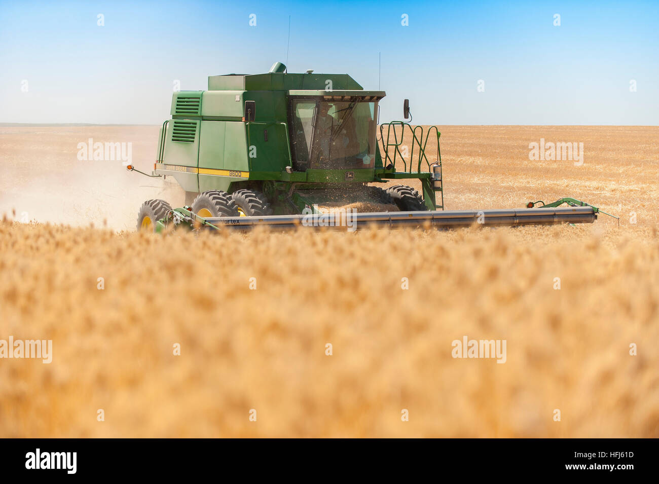 La récolte de blé dans l'Est de l'état de Washington. Domaines de golden grain sont récoltés pour l'exportation et la consommation intérieure. Banque D'Images