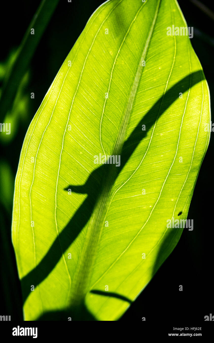 Brown Anole Shadow - Green Cay Les zones humides, Boynton Beach, Floride, USA Banque D'Images