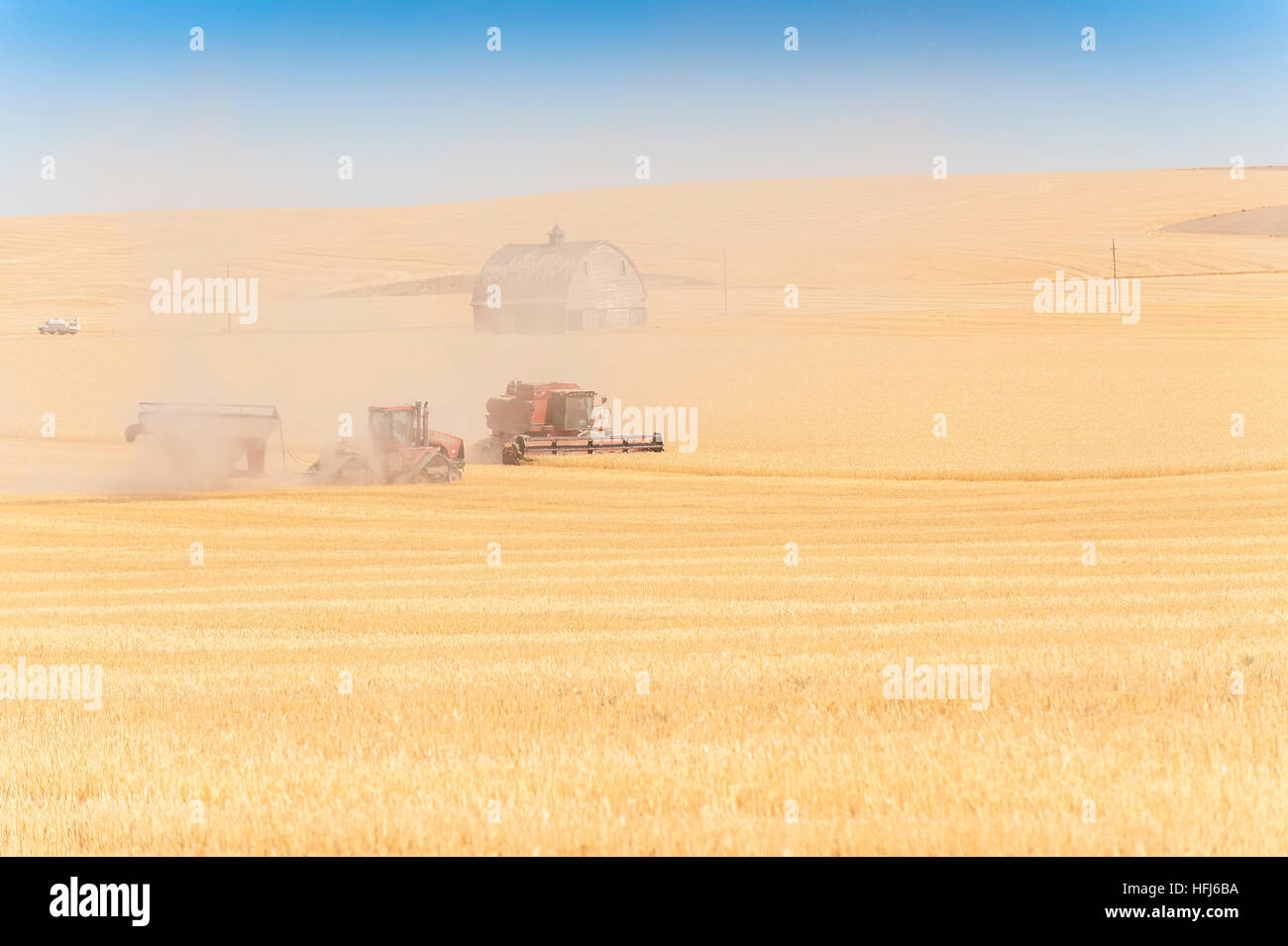 La récolte de blé dans l'Est de l'état de Washington. Domaines de golden grain sont récoltés pour l'exportation et la consommation intérieure. Banque D'Images