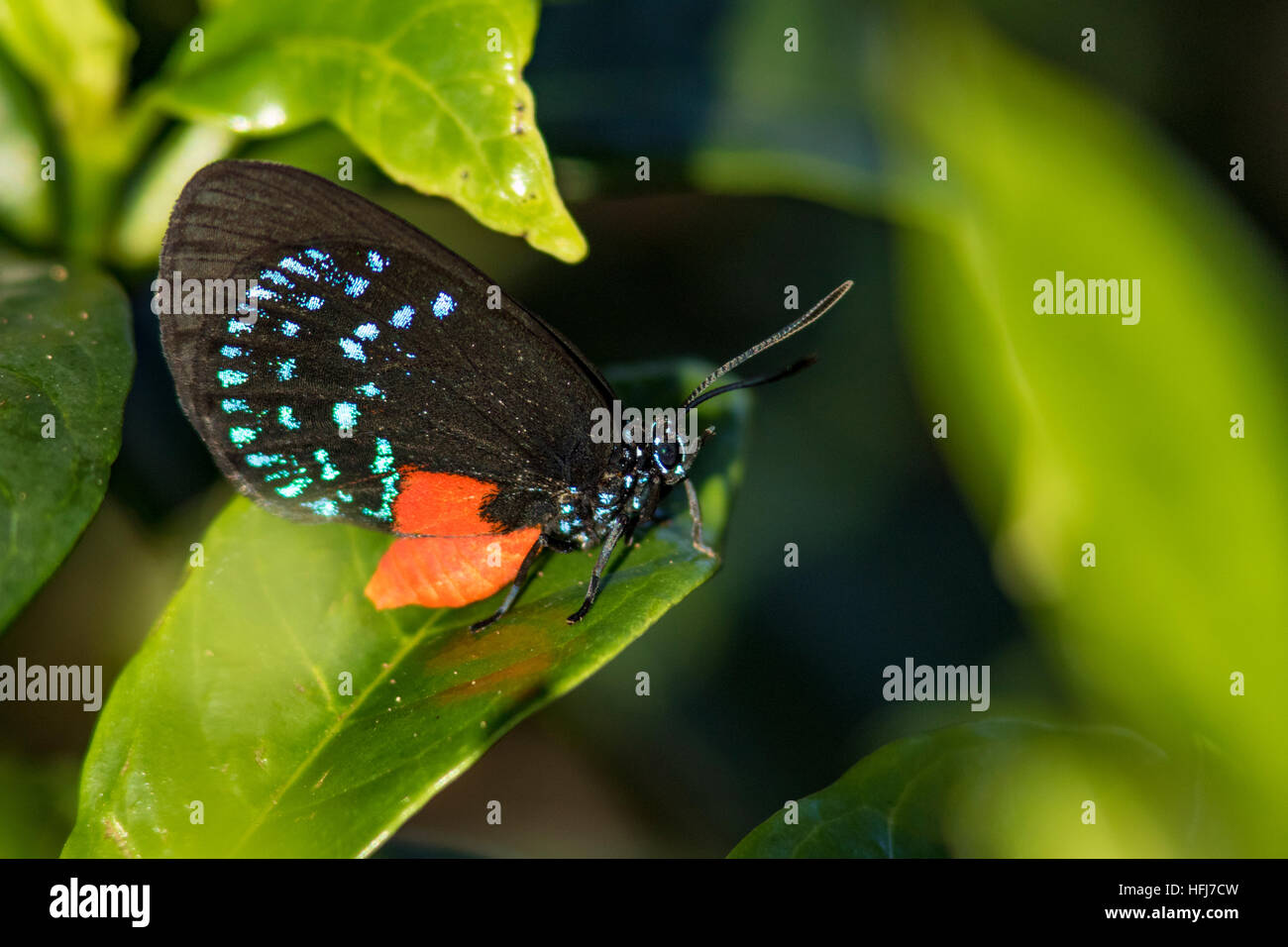 L'Atala Butterfly (Bettongia atala) - Green Cay Les zones humides, Boynton Beach, Floride, USA Banque D'Images L'Atala Butterfly (Bettongia atala) - Green Cay Les zones humides, Boynton Beach, Floride, USA Banque D'Images