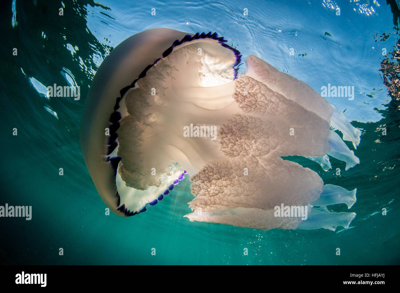 Rhizostoma pulmo, méduses, en mer Méditerranée, Comarruga, Costa Daurada, Espagne Banque D'Images