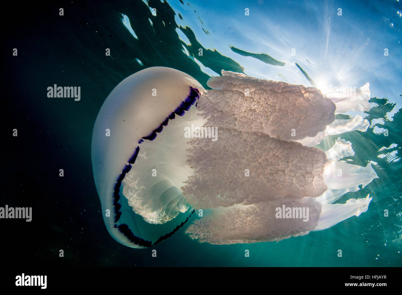 Rhizostoma pulmo, méduses, en mer Méditerranée, Comarruga, Costa Daurada, Espagne Banque D'Images