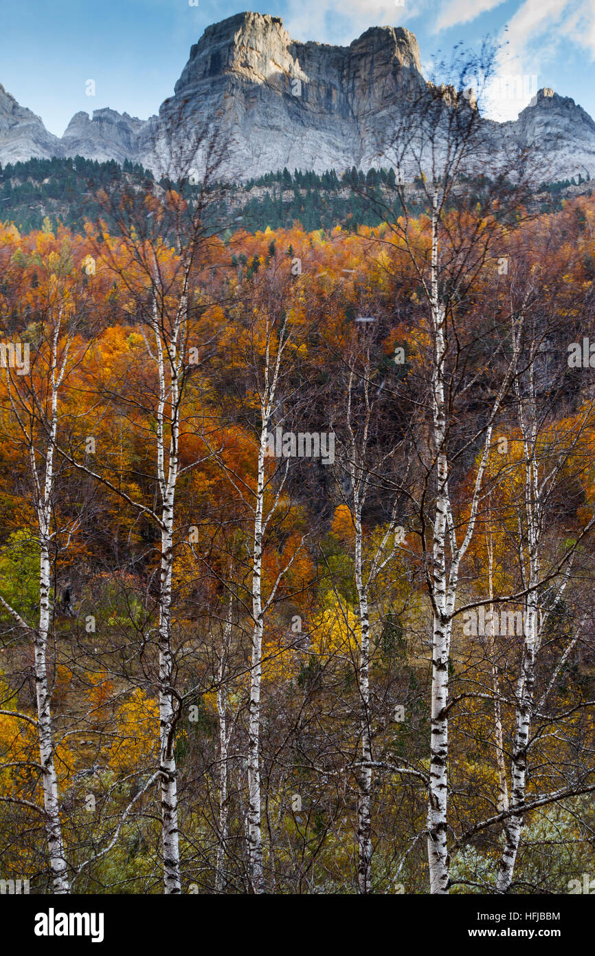Vue sur les montagnes et la forêt de feuillus à l'automne. Parc National d'Ordesa. Chaîne des Pyrénées. Huesca, Espagne, Europe. Banque D'Images
