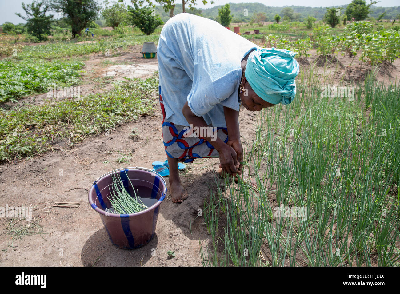 Kiniero, Guinée, le 30 avril 2015 : Market Garden près de la rivière. Nassira Condé, 50 ans, possède son propre jardin d'oignon. Banque D'Images