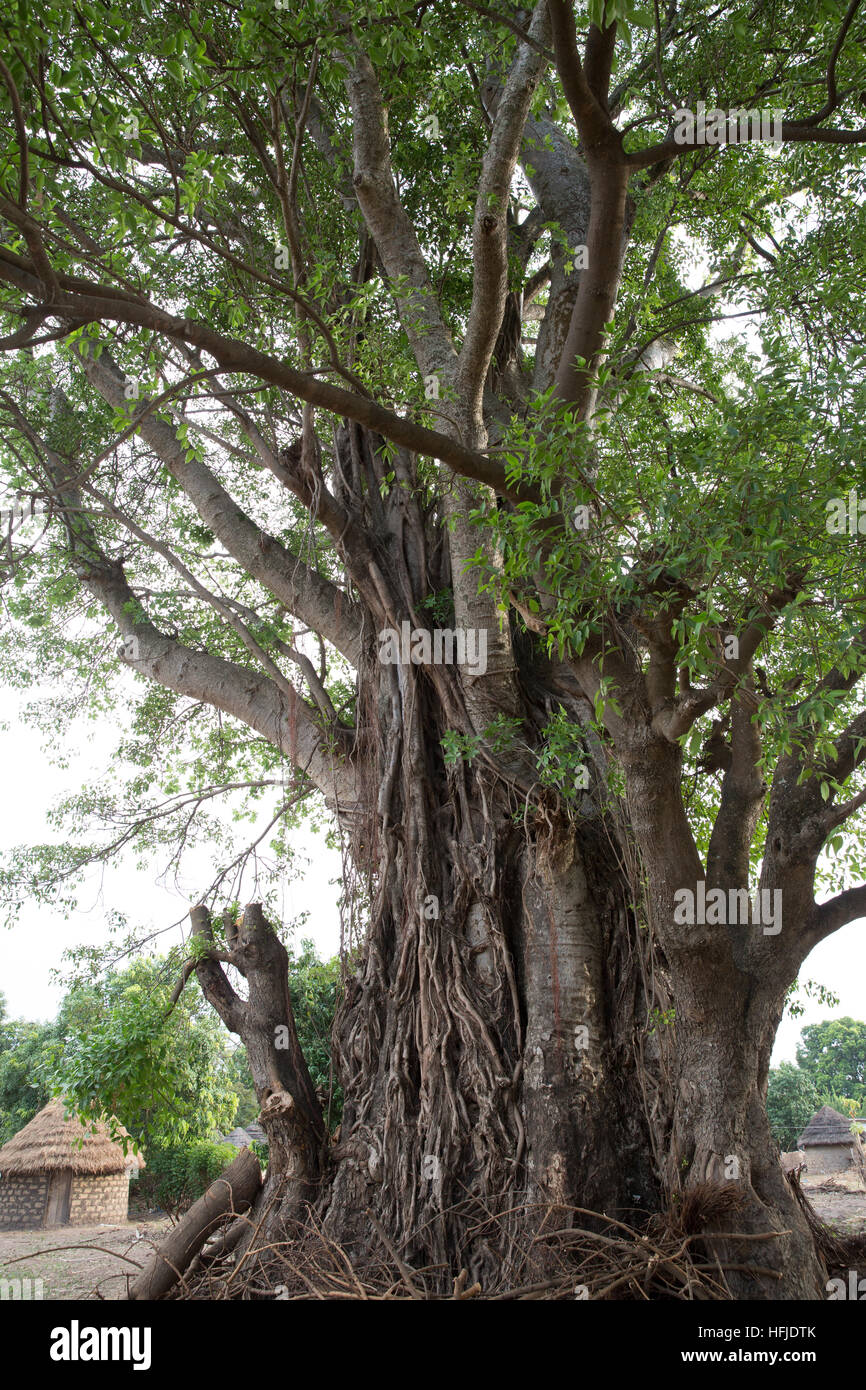 Kiniero, Guinée, le 30 avril 2015 : un grand arbre dans un vieux village sera inondé par le barrage de Fomi. Banque D'Images